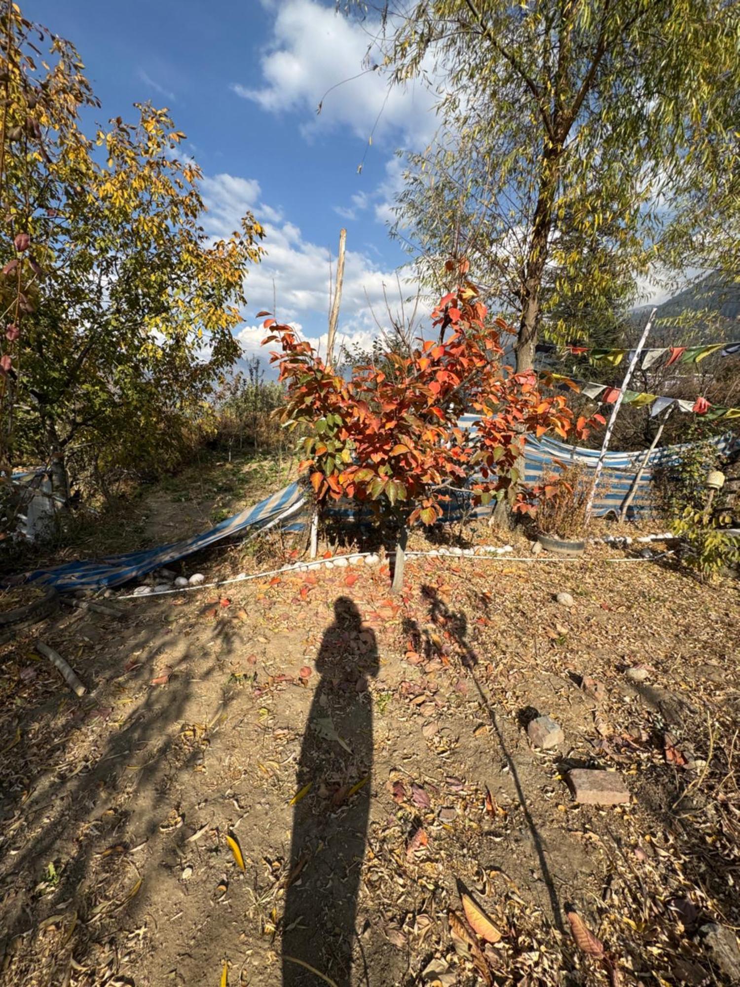 The Aesthetic Nest Home Stay Manali Exterior photo